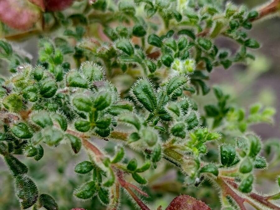 Dodonaea pinnata — search result for 'Dodonaea'