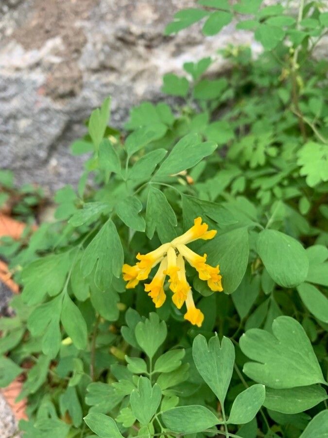 Pseudofumaria lutea flower
