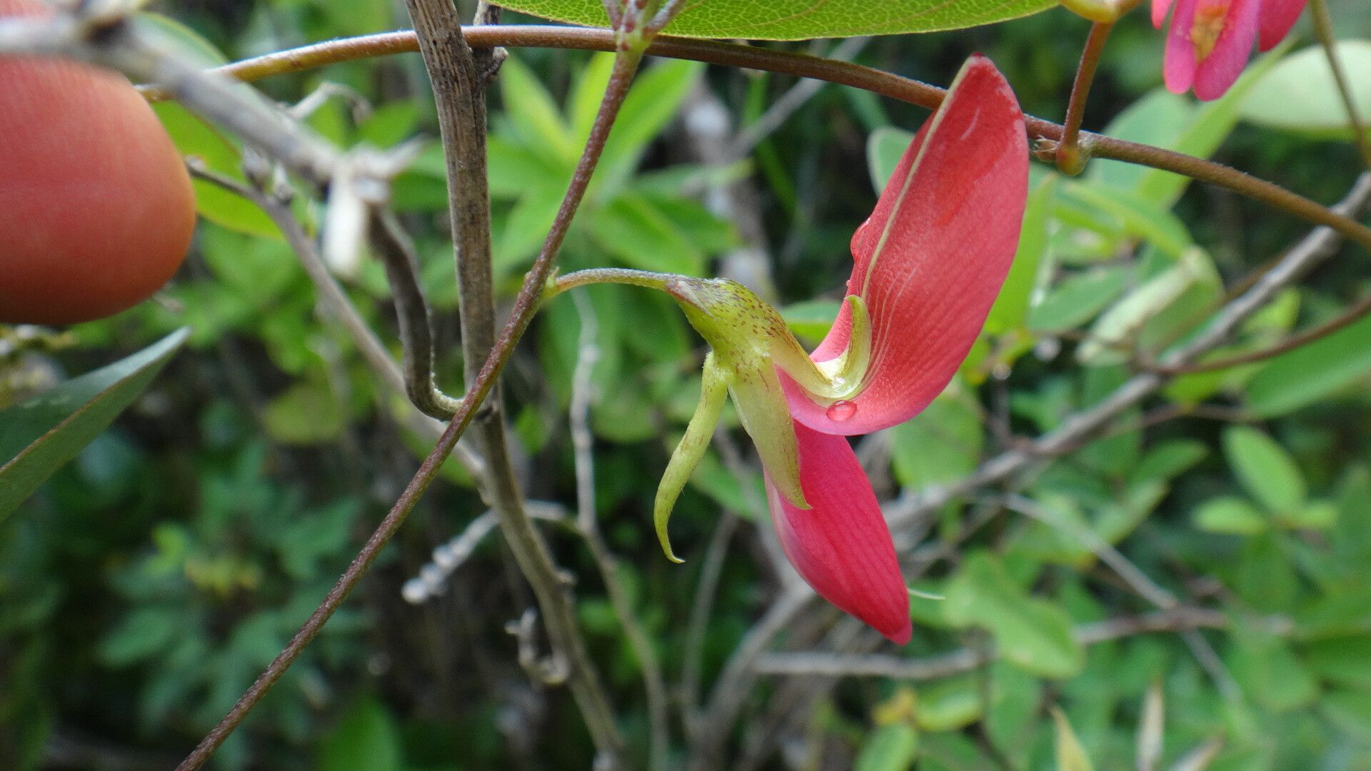 Galactia longiflora flower
