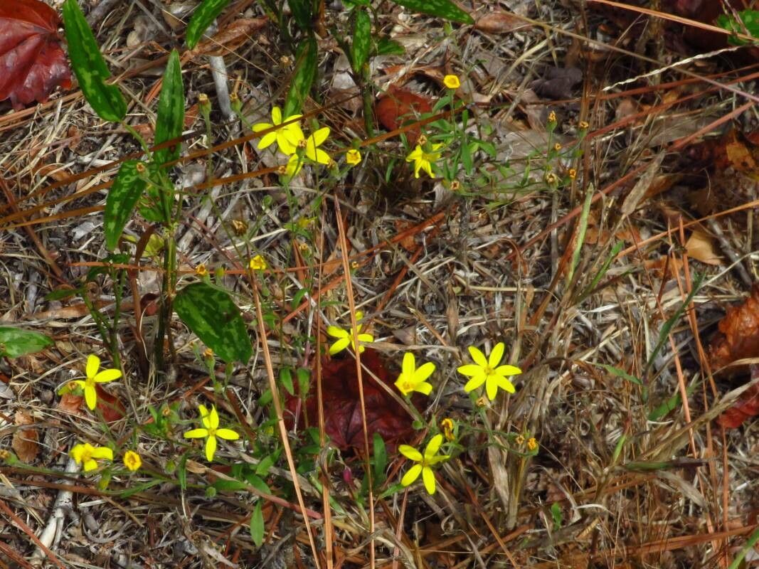 Croptilon divaricatum flower