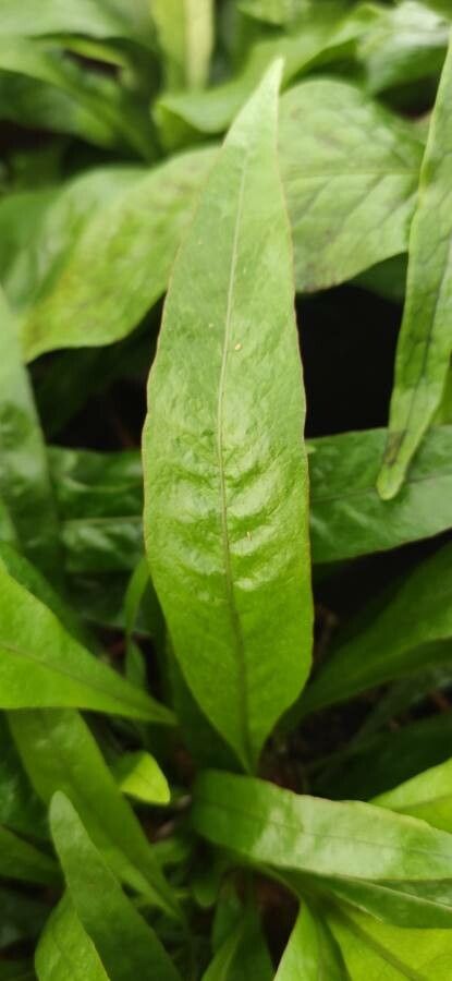 Pseudodrynaria coronans leaf