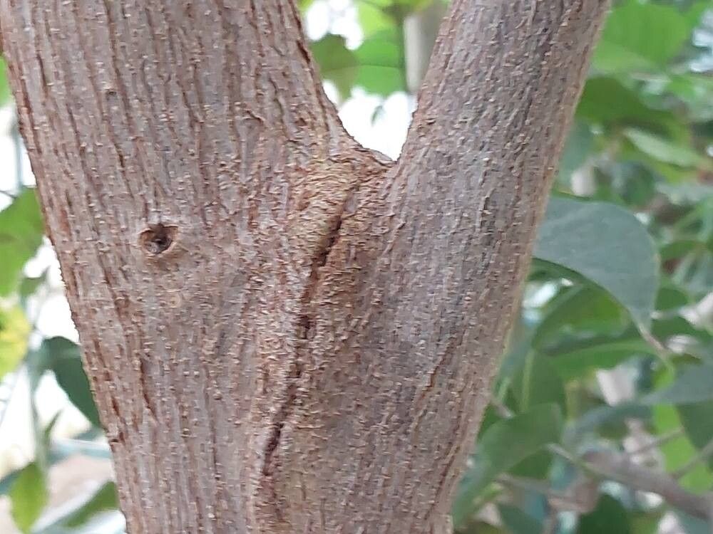 Ficus cundinamarcensis bark