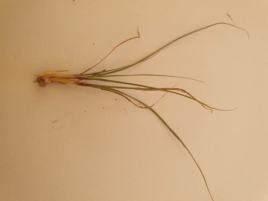 Sporobolus festivus — search result for 'Sporobolus'