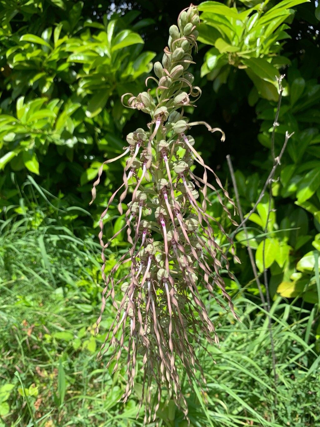 Festuca heteropachys — houseplant care guide