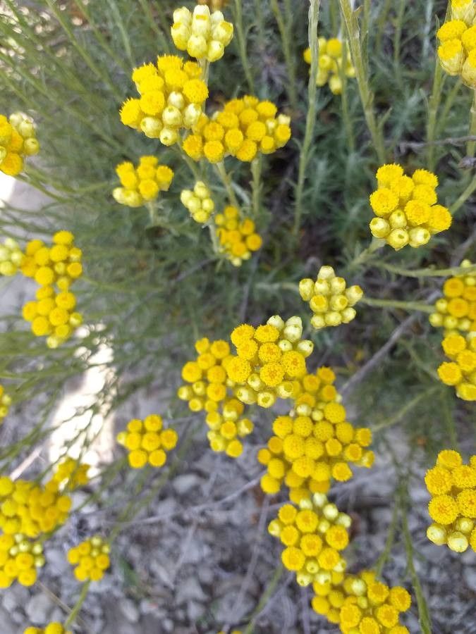 Helichrysum stoechas flower