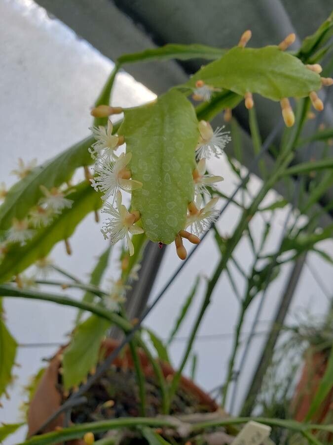 Rhipsalis oblonga flower