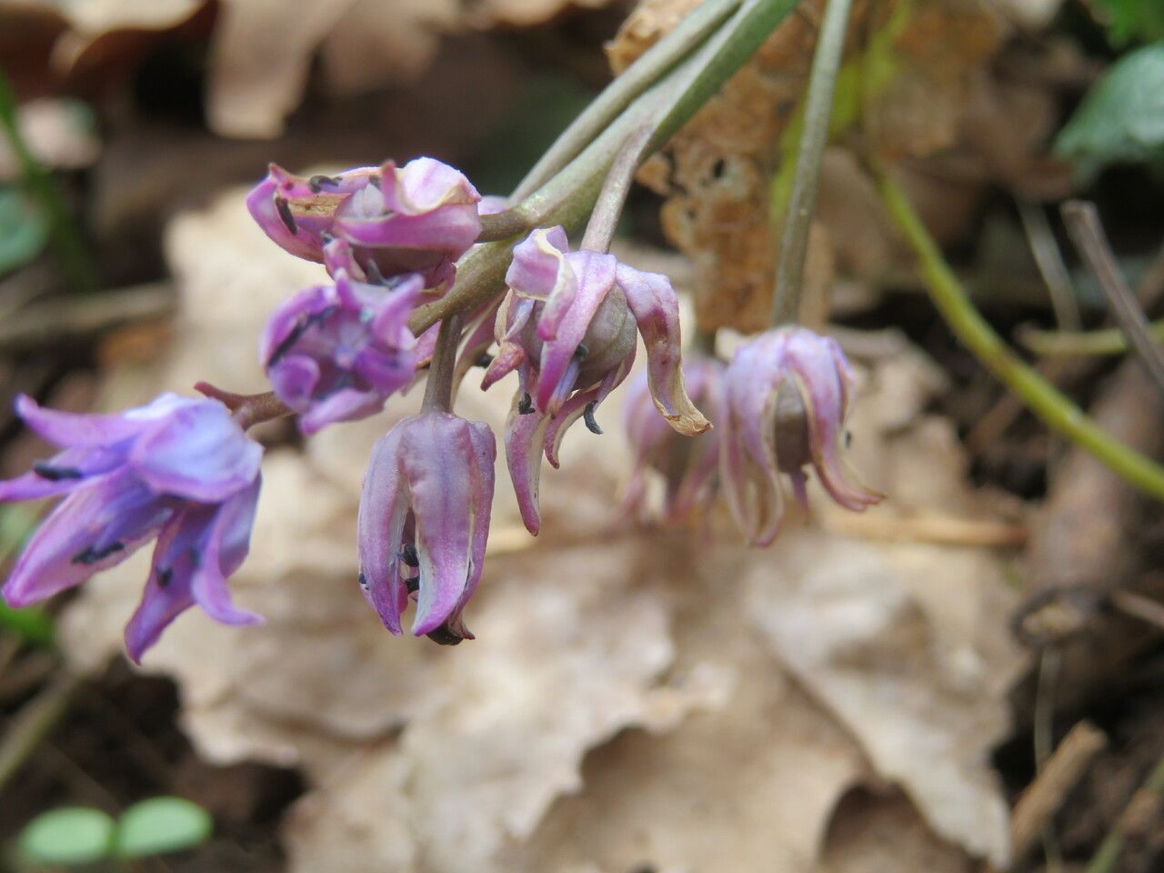 Scilla bifolia fruit