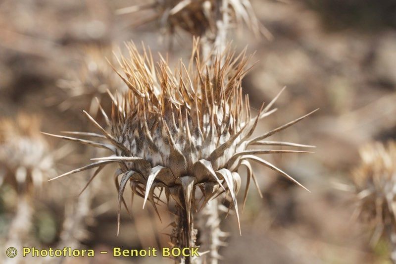 Onopordum micropterum — houseplant care guide