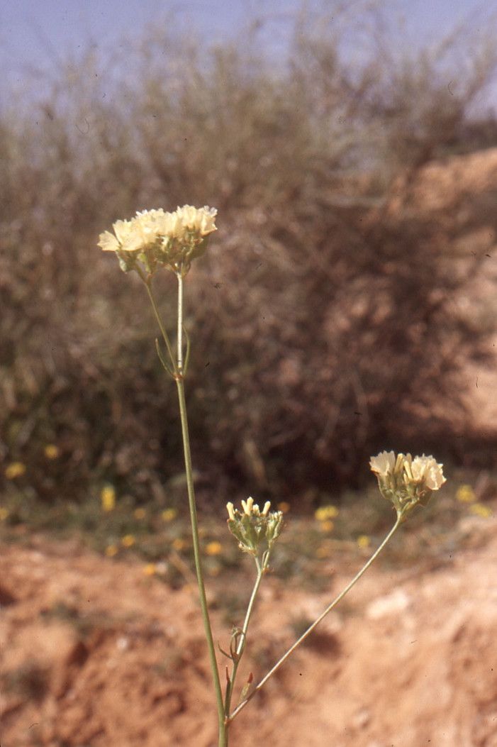 Limonium bonduellei flower