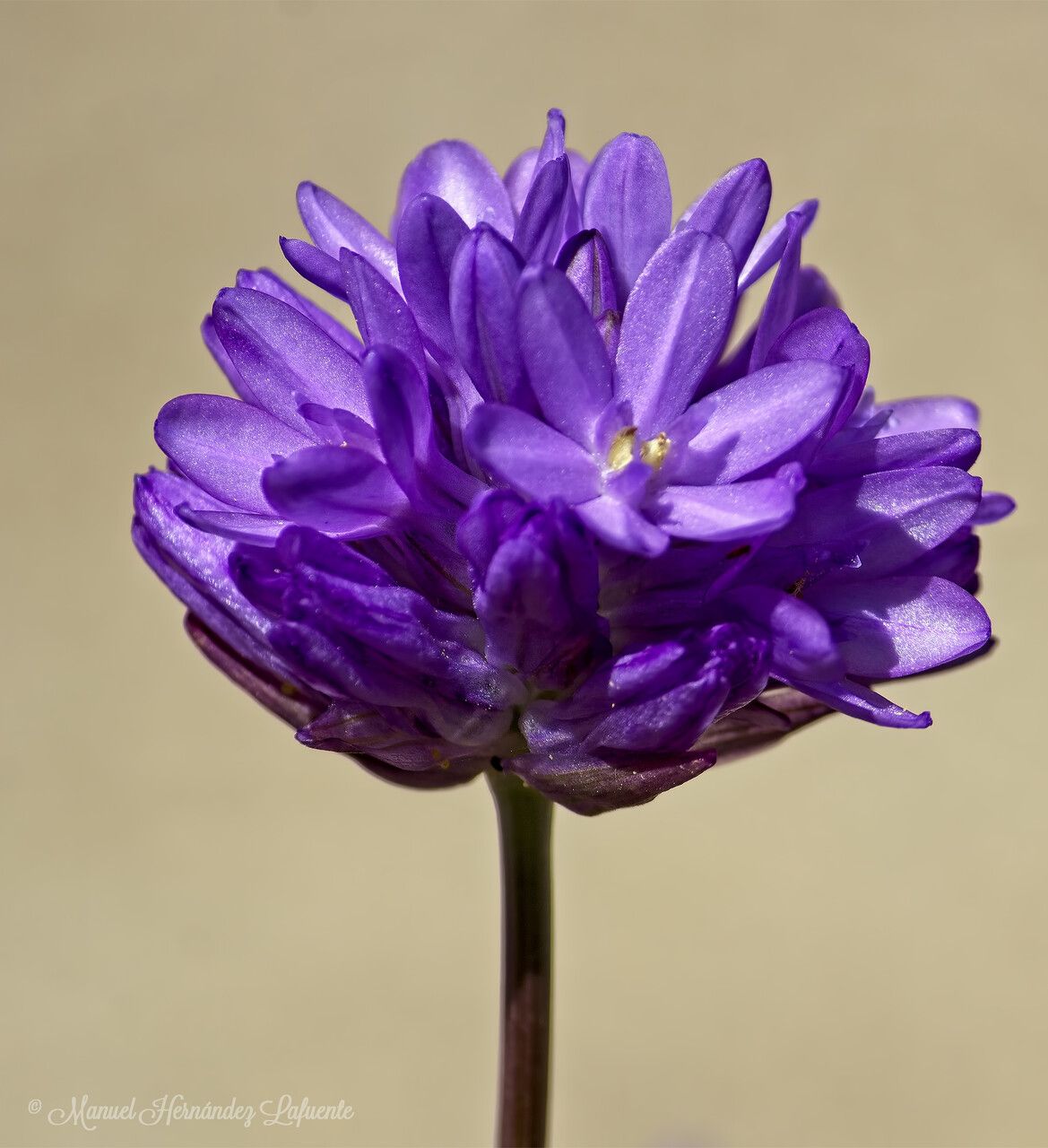 Dichelostemma congestum — related species from the same genus