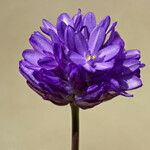 Dichelostemma congestum