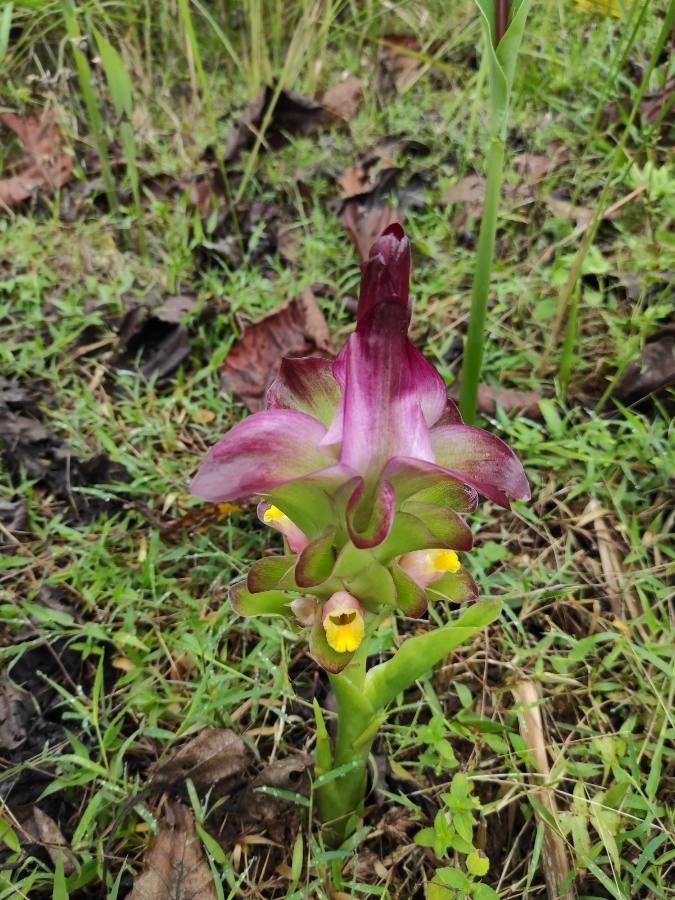 Curcuma zanthorrhiza — search result for 'South Korea'