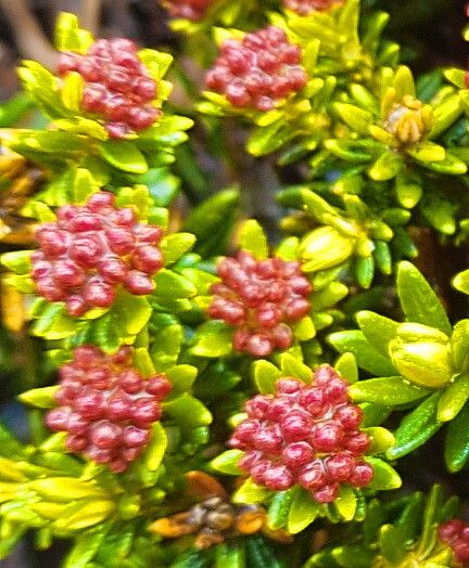 Ozothamnus ledifolius — houseplant care guide