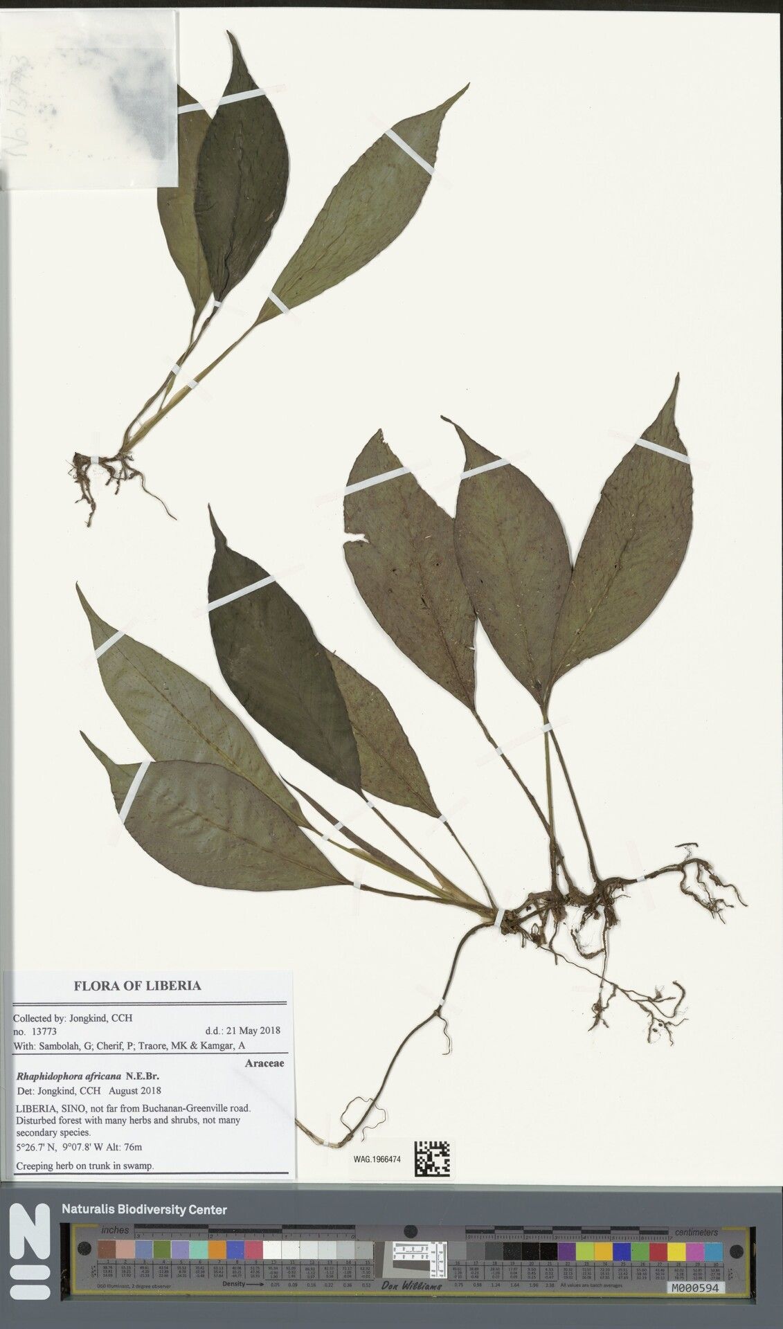 Rhaphidophora africana