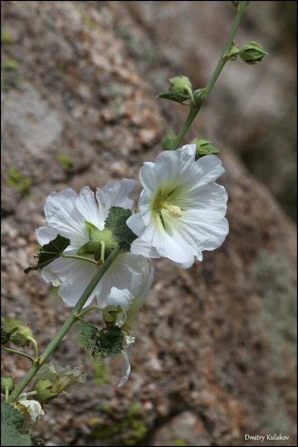 Alcea nudiflora — search result for 'Alcea'
