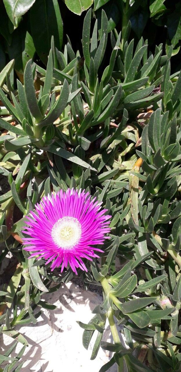 Carpobrotus acinaciformis x Carpobrotus edulis flower