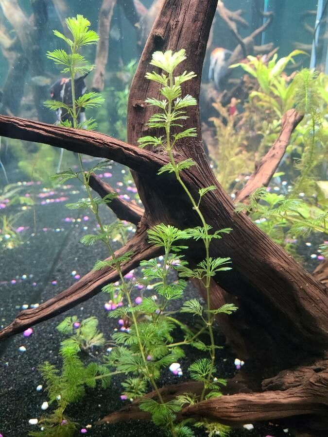 Cabomba caroliniana — houseplant care guide