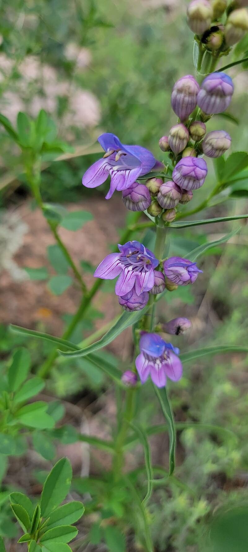 Penstemon virgatus — search result for 'Penstemon'