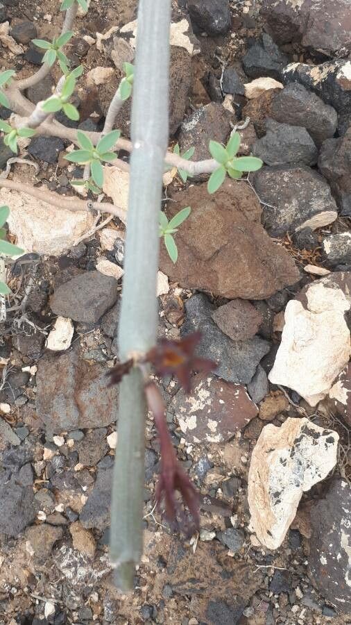 Ceropegia fusca bark