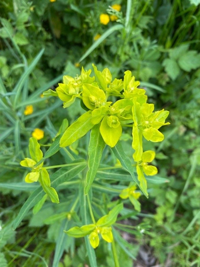 Euphorbia lucida flower