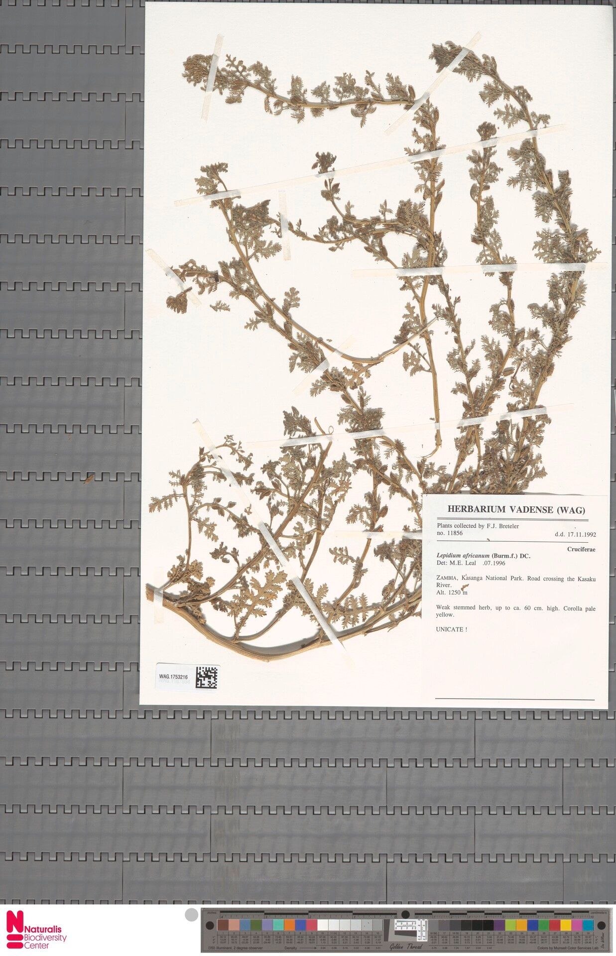 Rorippa millefolia — search result for 'Rorippa'