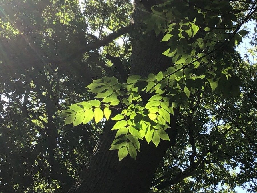 Picrasma quassioides — search result for 'Pakistan'