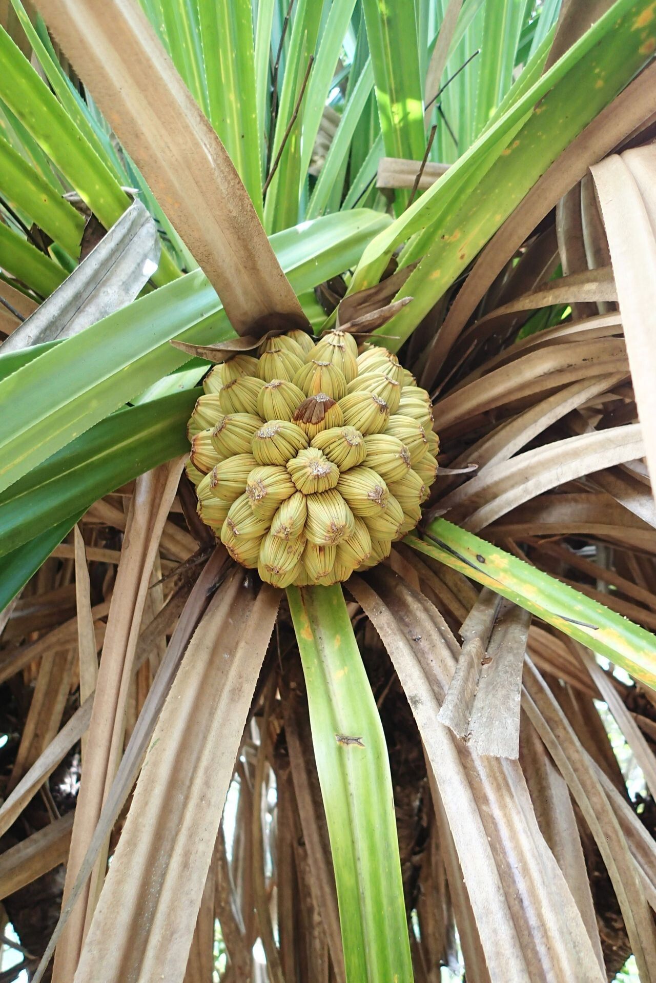 Pandanus bernardii fruit
