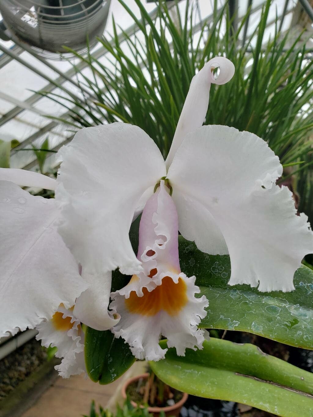 Cattleya schroederae — houseplant care guide