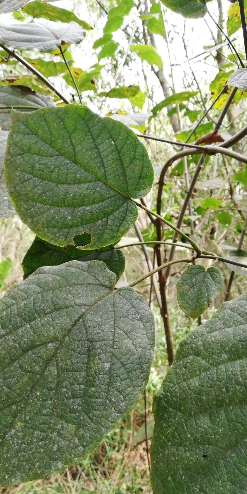 Clerodendrum welwitschii — houseplant care guide