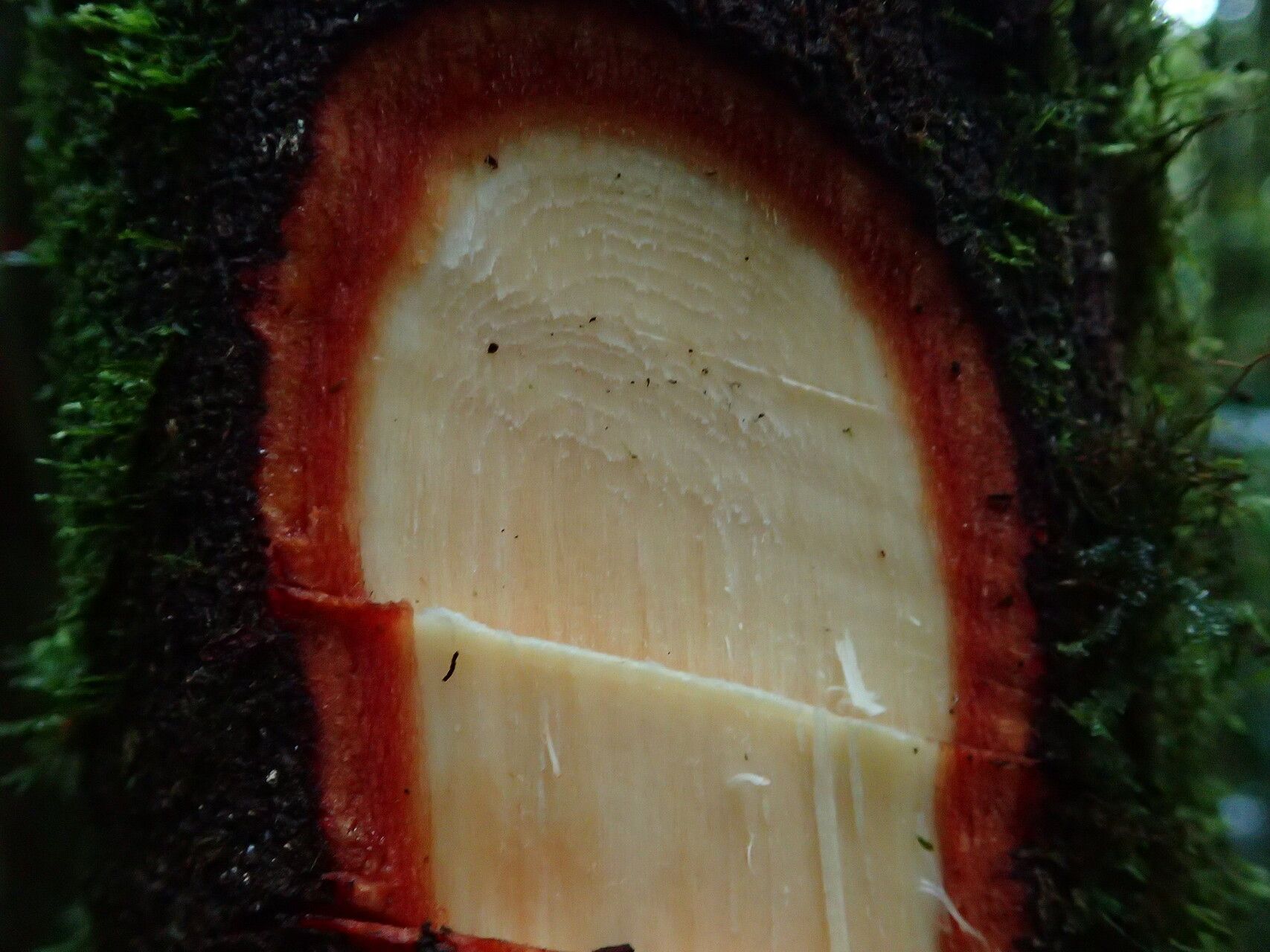 Allanblackia staneriana bark