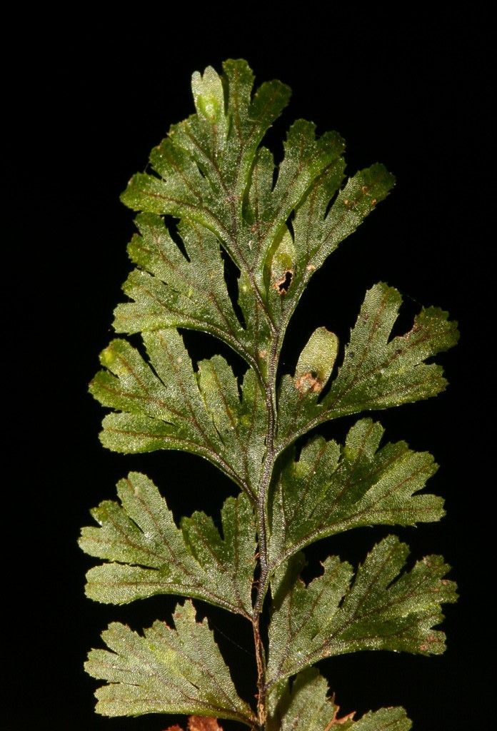 Hymenophyllum holochilum leaf