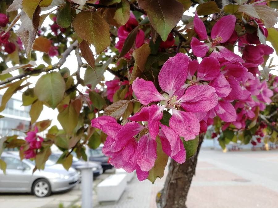 Malus niedzwetzkyana flower