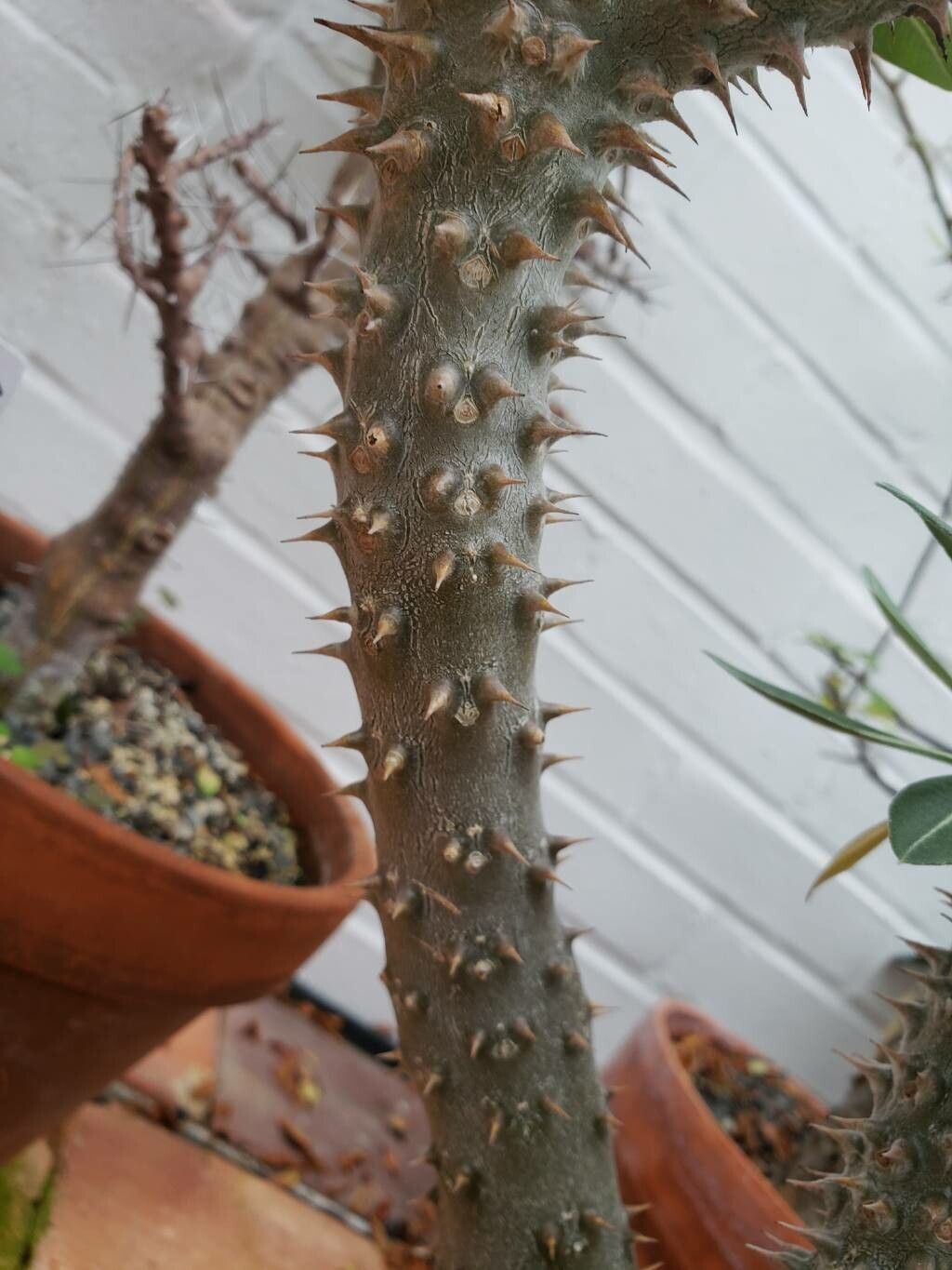 Pachypodium horombense bark