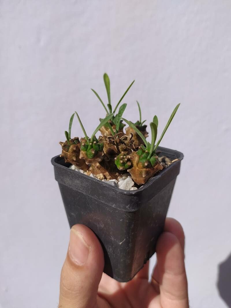 Euphorbia bupleurifolia bark
