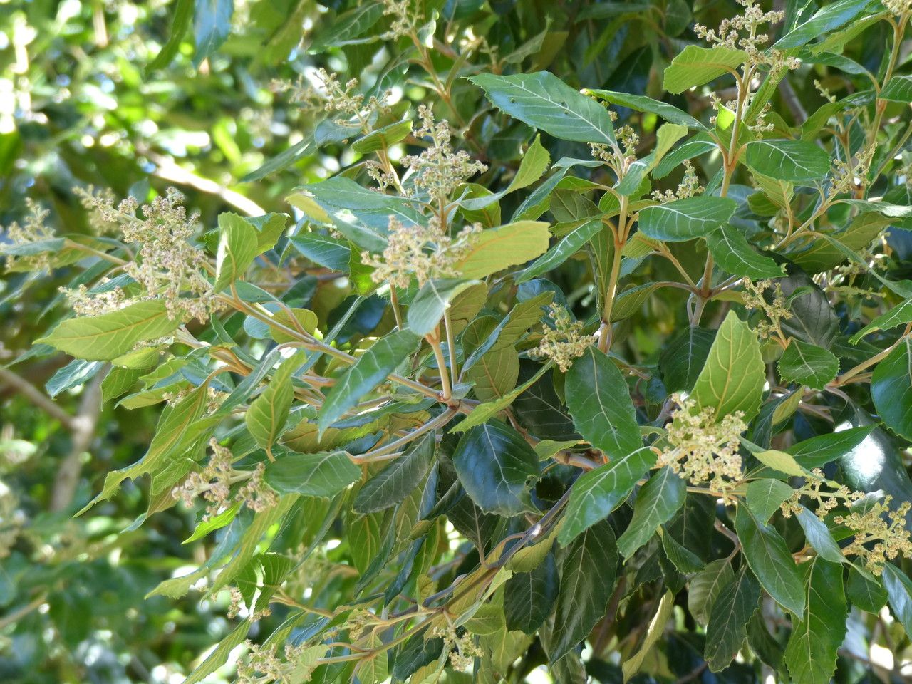 Curtisia dentata habit