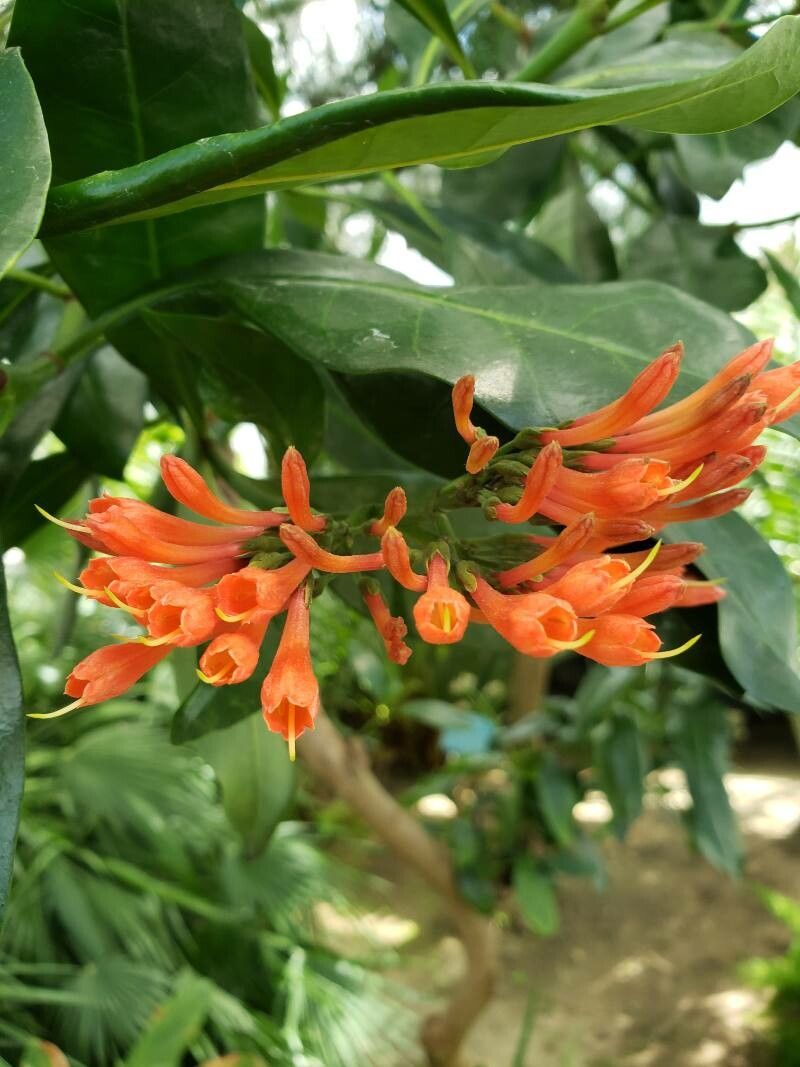 Alberta magna flower