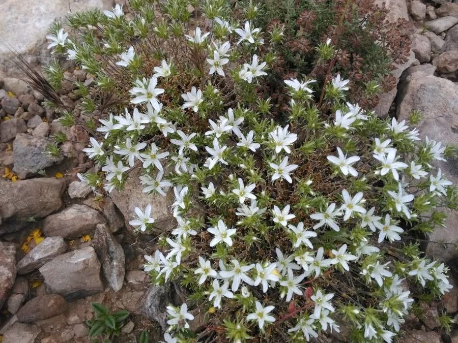 Arenaria tetraquetra flower