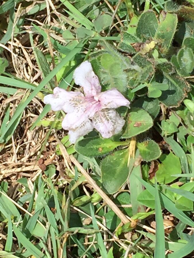 Dyschoriste radicans flower