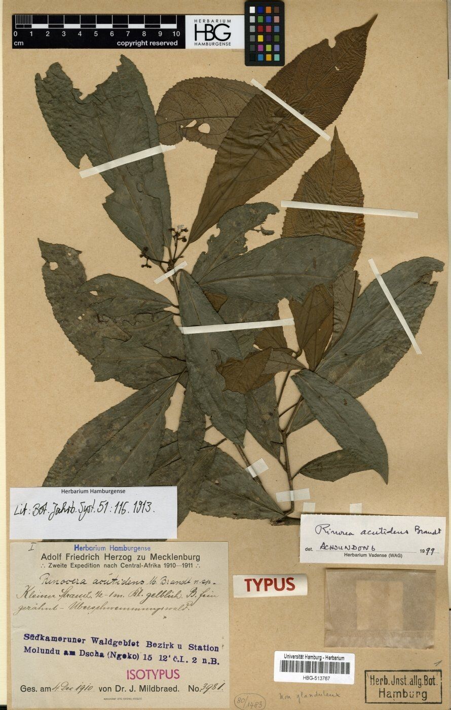 Rinorea acutidens — related species from the same genus