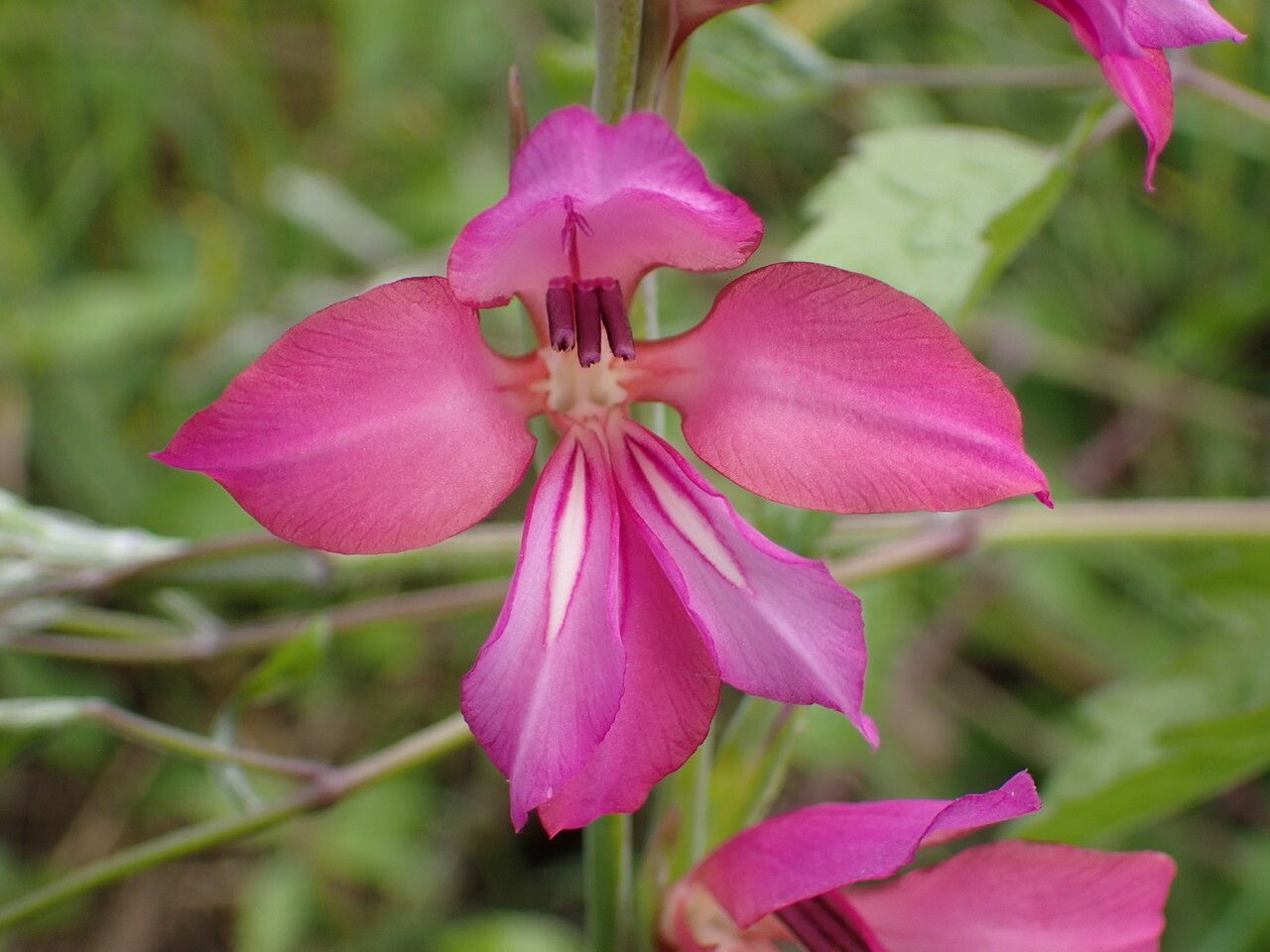 Gladiolus dubius flower