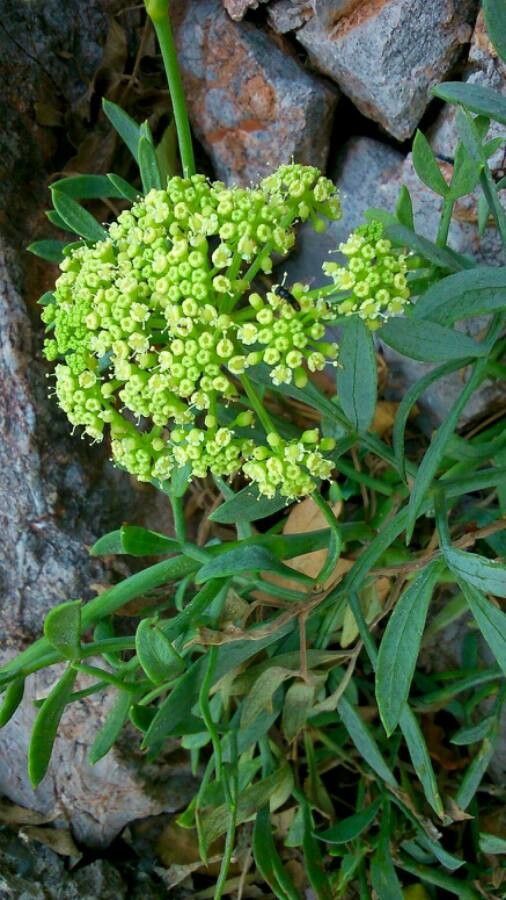 Crithmum maritimum flower