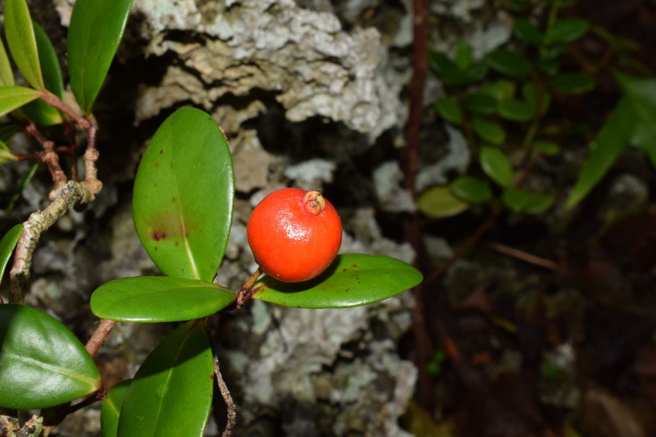 Austromyrtus mendute fruit