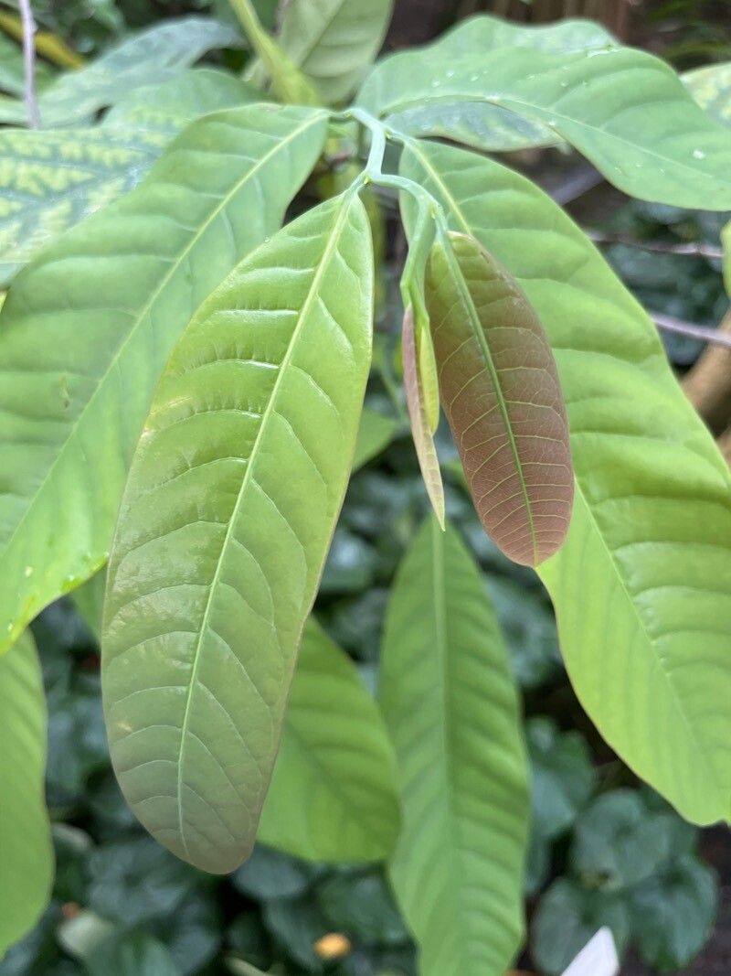 Monodora crispata — related species from the same genus