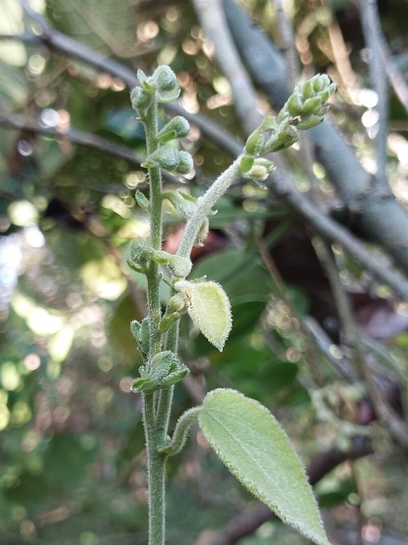 Acalypha urophylla flower