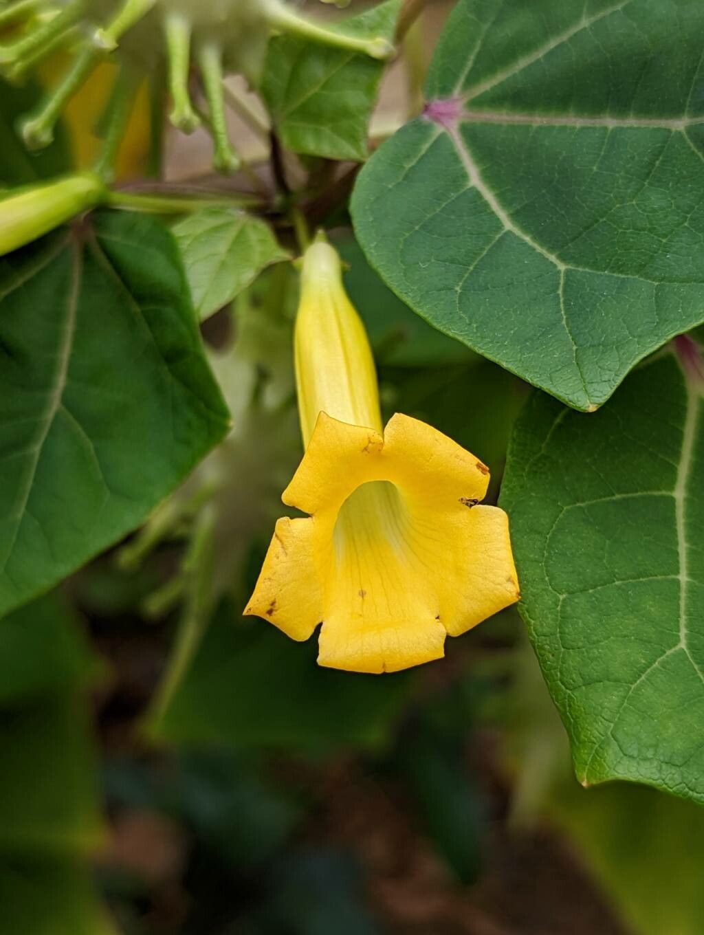 Uncarina perrieri flower
