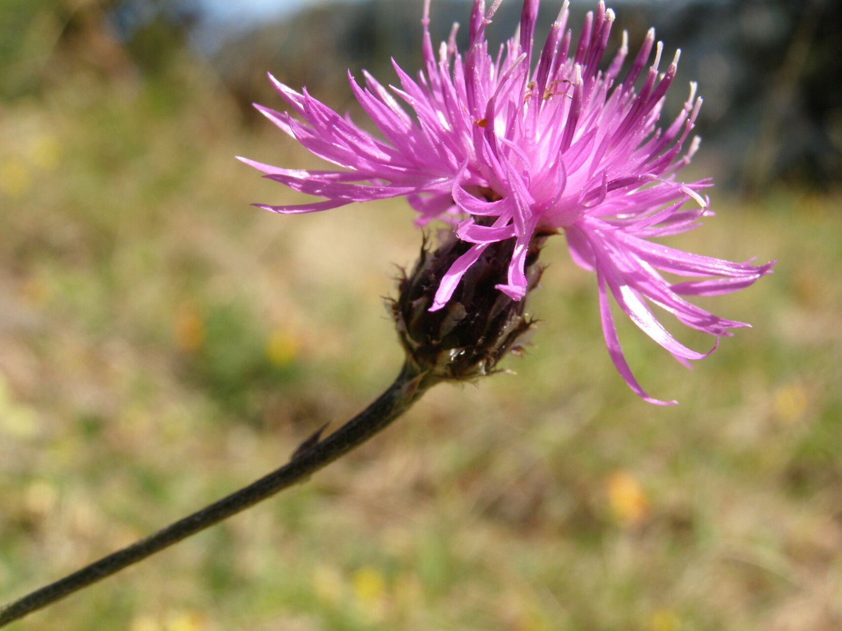 Centaurea lacerata flower