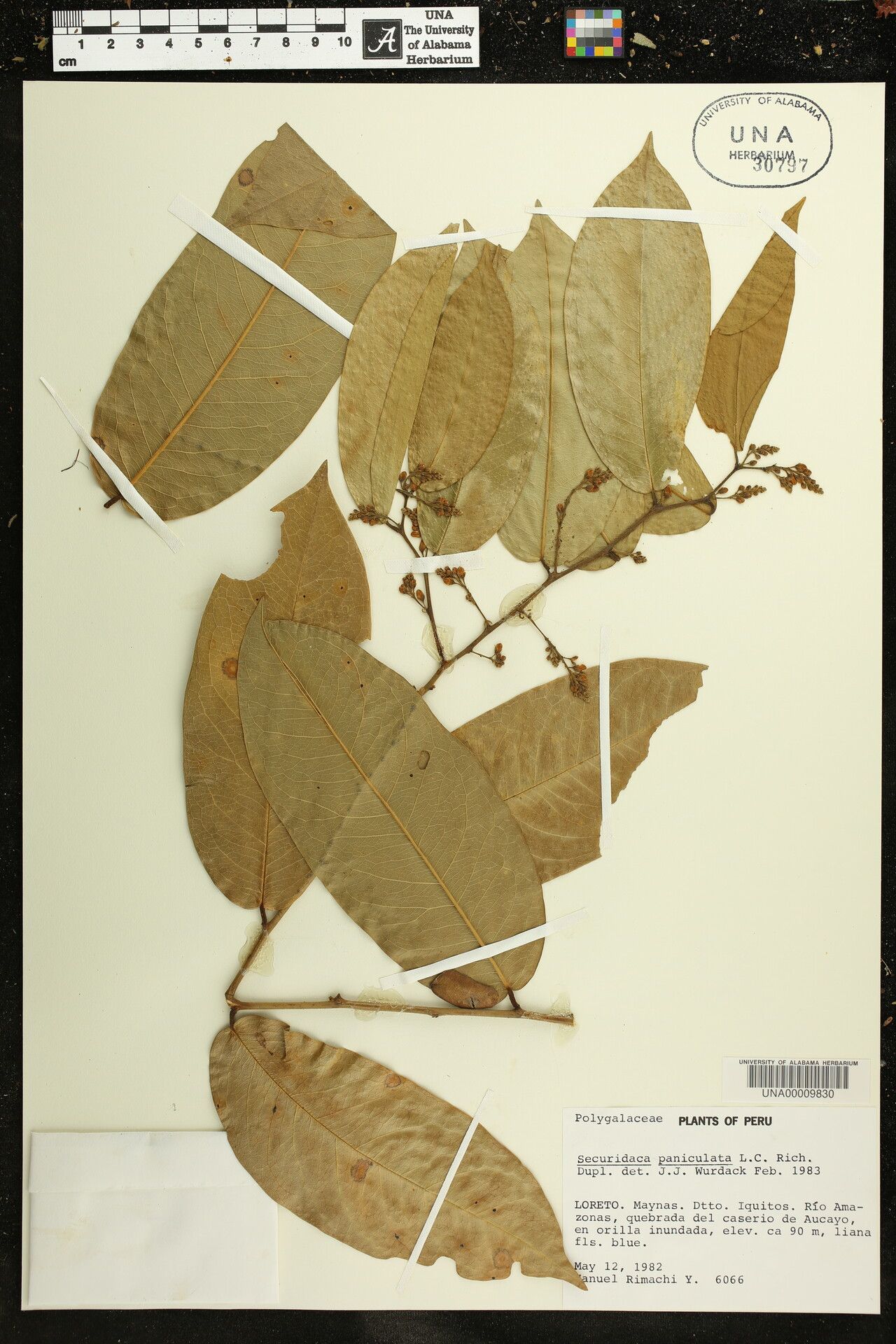 Securidaca paniculata other