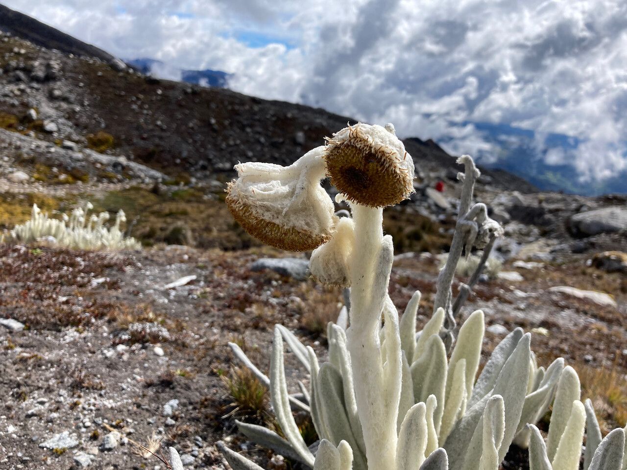 Senecio cocuyanus flower