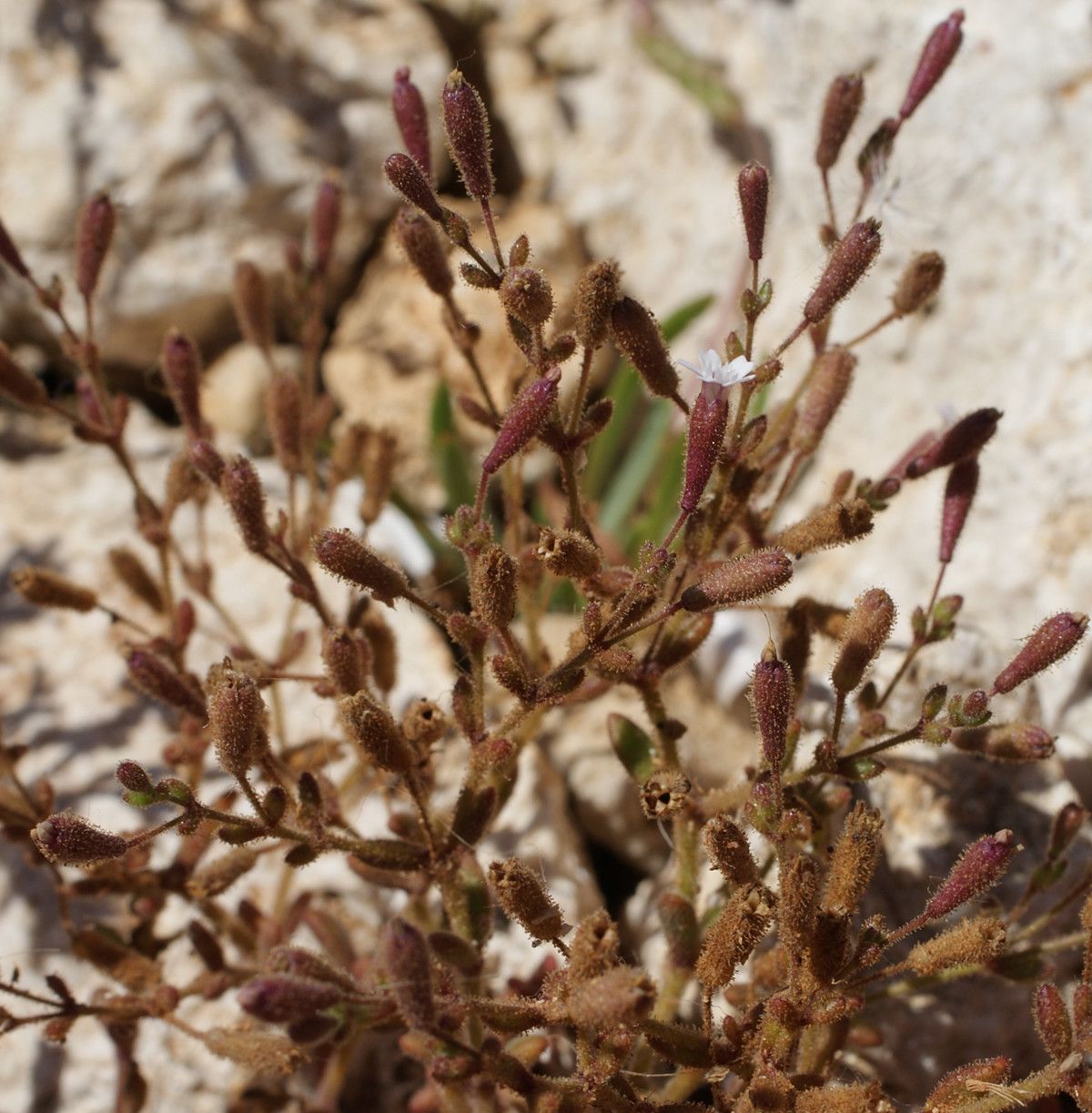 Silene sedoides fruit