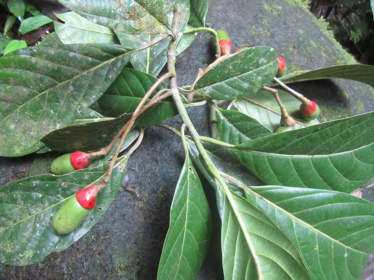 Ocotea laetevirens — search result for 'Ocotea'